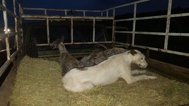 Semana Santa: los operativos de flora y fauna dejaron un saldo de 15 infracciones