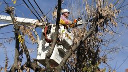 El 15 de agosto finaliza el periodo para iniciar trámite de poda