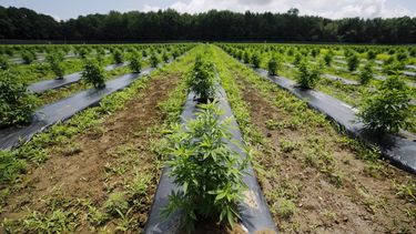 Aprobaron el plan de cultivo de cannabis medicinal para San Juan