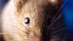 ¿Qué es el hantavirus que desató el revuelo en Chubut?
