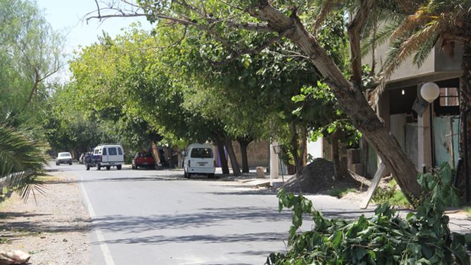 Mirá el árbol que, si cae, puede provocar una tragedia