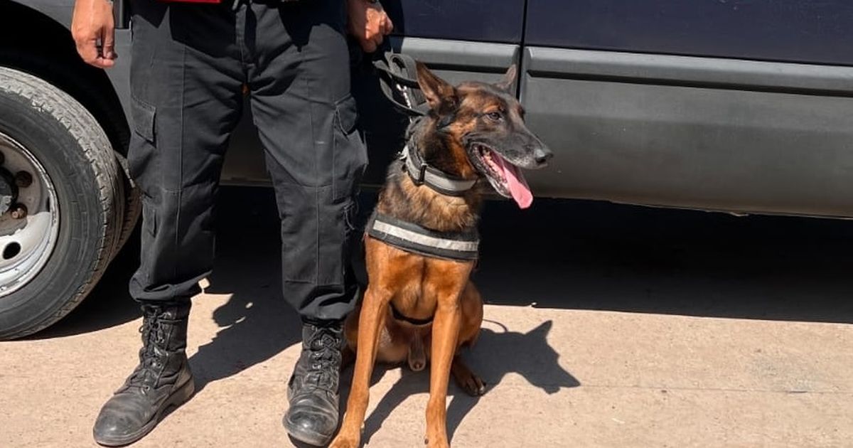 Conocé A Firu, El Ovejero Belga Malinois De La PFA Que Detecta Armas Y ...