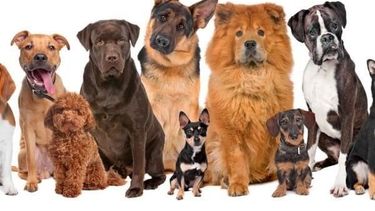 Enterate cuáles son las razas de perro más elegidas por los sanjuaninos