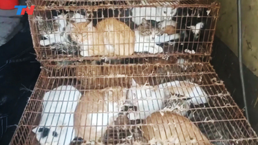 Mirá en qué país rescataron 150 gatos que iban destinados al consumo humano