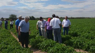 Reprogramaron para noviembre el Congreso Mundial del Tomate por el Coronavirus