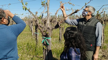 Los daños por heladas tardías superan a otros años