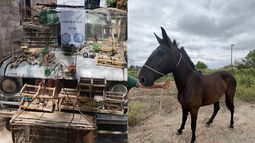 Gran operativo en 25 de Mayo y Sarmiento: secuestraron animales en cautiverio y motos robadas Gran operativo en 25 de Mayo y Sarmiento: secuestraron animales en cautiverio y motos robadas