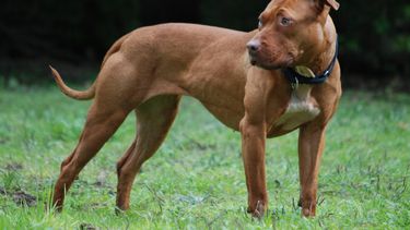 Tras el terrible hecho en Rawson, el hashtag #Pitbull fue tendencia nacional en Twitter