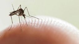 Consejos útiles: mirá como prevenir criaderos de mosquitos en época de verano