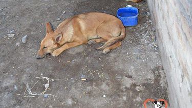 Finalmente, se llevaron parte de los perros que atacaron a una nena