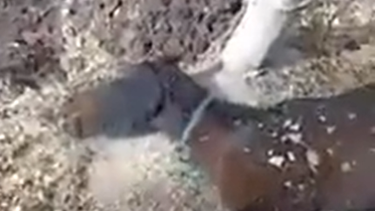 Terrible: denuncian que quisieron enterrar vivo un caballo en el Médano