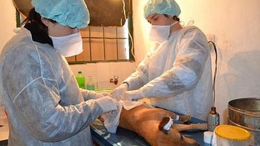 Esterilizaciones gratuitas: mirá dónde podés encontrar los quirófanos