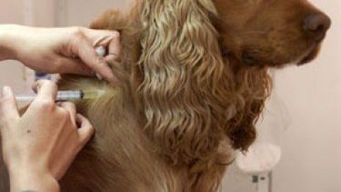 Programa Tenencia responsable de mascotas en Capital