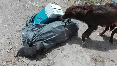 Los tiraron en una bolsa de basura con su madre en la puerta de un súper rawsino
