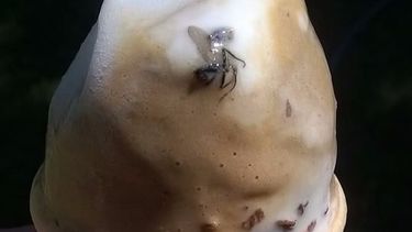 Se encontró una sorpresita horrorosa en su helado