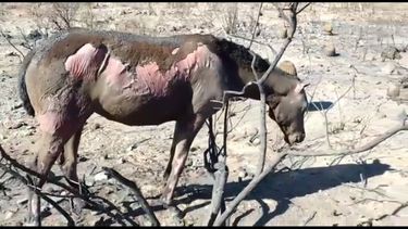 Un relincho de dolor: un caballo quemado por el fuego que desató el Zonda