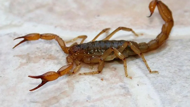 Lo picó un alacrán y terminó en el hospital, pero está fuera de peligro