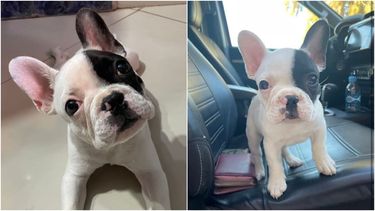 Devolvieron el bulldog francés a la familia santaluceña: Fue un malentendido