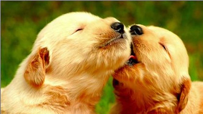 Cronograma tenencia responsable de mascotas