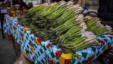 Espárrago, la joyita de Médano de Oro que lucha contra las adversidades para ganar terreno