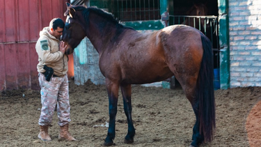 La tarea que desarrolla la División Montada de la Policía de San Juan con los caballos que son rescatados.