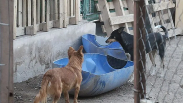 Cómo funcionaba el hogar de tránsito para perros que fue incendiado: animales judicializados y rescatados