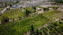 Cuáles son las dos propiedades en San Juan que declaró el Chiqui Tapia y otra que figura a su nombre Cuáles son las dos propiedades en San Juan que declaró el Chiqui Tapia y otra que figura a su nombre