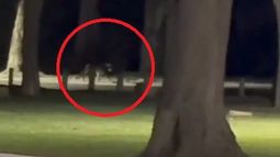 Peligroso: observan a un puma en los parques de la Quebrada de Zonda Peligroso: observan a un puma en los parques de la Quebrada de Zonda