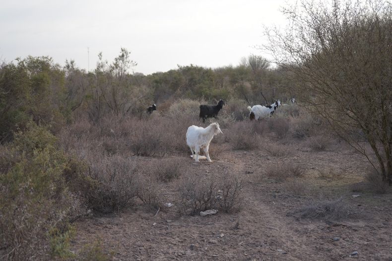 Las cabras estaban pastoreando a metros de la ruta.