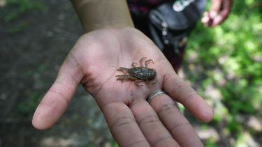 Cangrejos en miniatura, las características de las llamativas criaturas que forman parte de la naturaleza de San Juan.