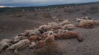 Encontraron 20 llamas muertas en Iglesia