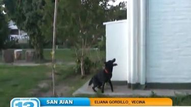 Preocupación entre vecinos por un envenenamiento masivo de perros