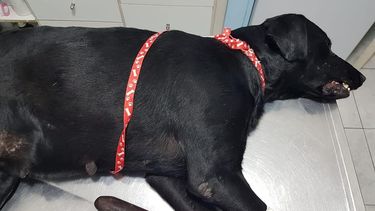 El violador de la perra, ¿puede volver a atacar?: opina un experto en criminología