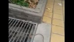 Una serpiente se adueñó de una calle céntrica
