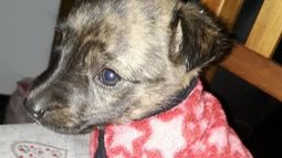 Rápido y fácil: mirá cómo hacer una cucha para proteger a los perros del frío