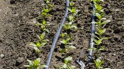 Capacitación sobre riego para productores en Chimbas