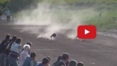 Así son las carreras de galgos en San Juan, ¿y ahora?