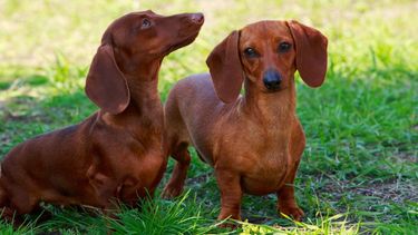 Harán una juntada de perros salchichas en San Juan: todo lo que tenés que saber