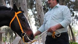 El amor entre un tambero y su pura sangre campeón