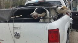 Crece la preocupación en Las Lomitas por perros misteriosamente desaparecidos