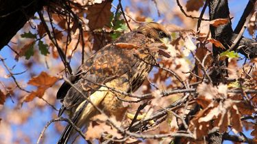 Un aguilucho paralizó la Plaza 25 de Mayo