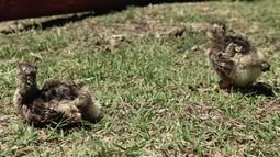 Nacieron cuatro aves en el Parque Faunístico