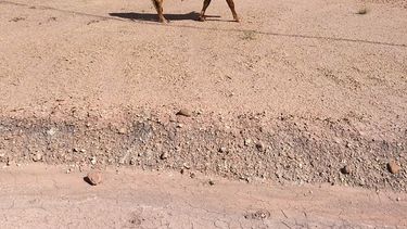 Por una vaca riojana, tres personas terminaron detenidas tratando de ingresar a San Juan