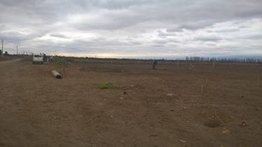 Convertirán a callejeros en lazarillos y perros de terapia para discapacitados