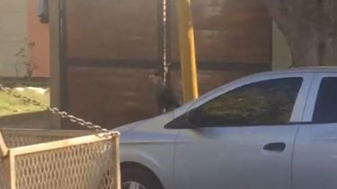 Video: una inusual ave sorprendió a los vecinos de Santa Lucía en plena tarde
