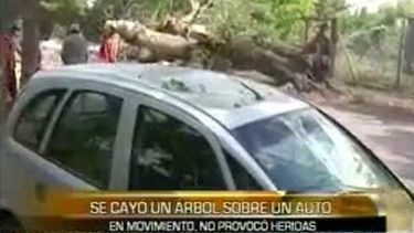 Grandes ramas cayeron sobre un auto y lo destruyeron