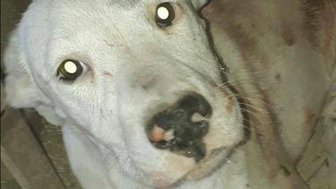 Murió Charly, el perro atropellado que conmovió a San Juan