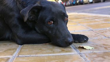 En el Día del Perro los homenajeamos a ellos, los callejeros