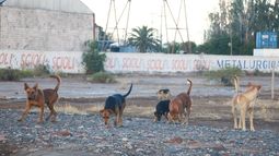 Cada vez hay más perros callejeros en San Juan: ¿hay solución posible?