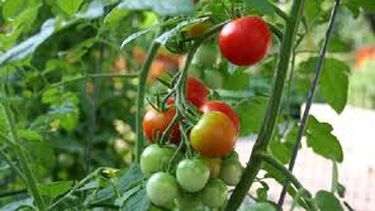 El tomate, el más afectado de la producción hortícola